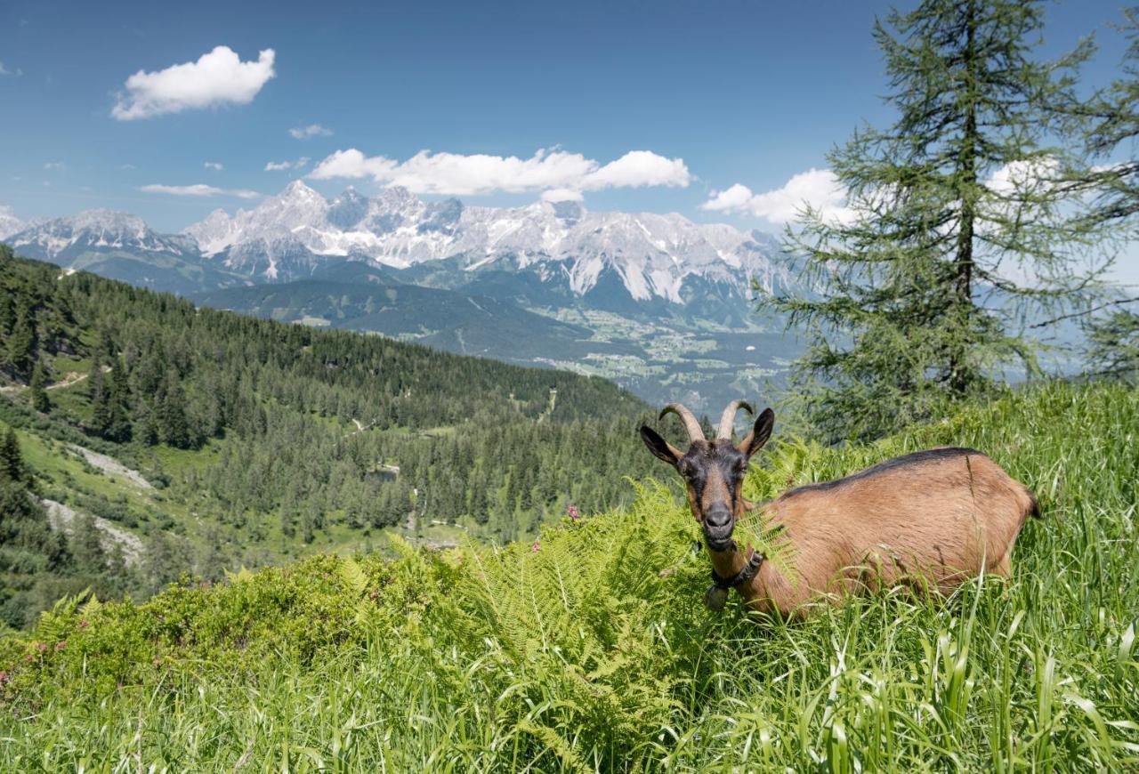 Johann Schladming Extérieur photo